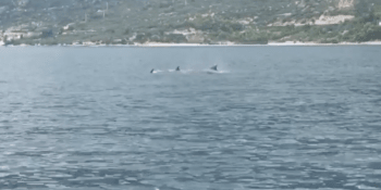 Pozdrav z Jadranu. Skupina delfínů a velryb se proháněla nezvykle blízko břehu