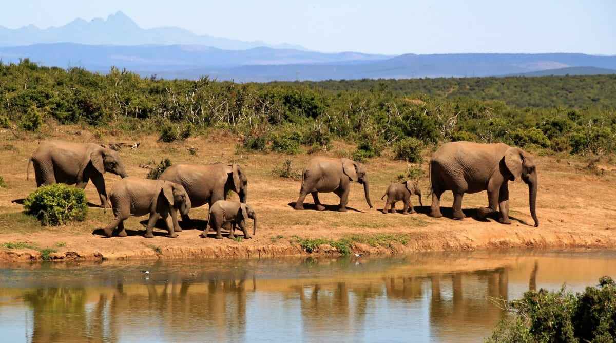 Opatření spojená s pandemií dopadají i na ochranu slonů.