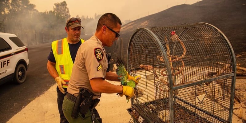 Záchranáři mají plné ruce práce i se zachraňováním zvířecích společníků. Zdroj: FB Madison Wade