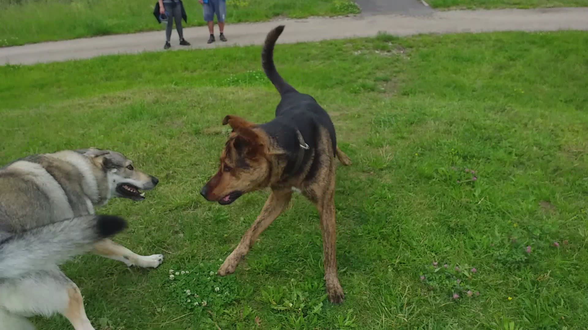 Conan (vpravo) dnes nemá problém nai se psy, kteří útočí na něho/ Miloslava Baco