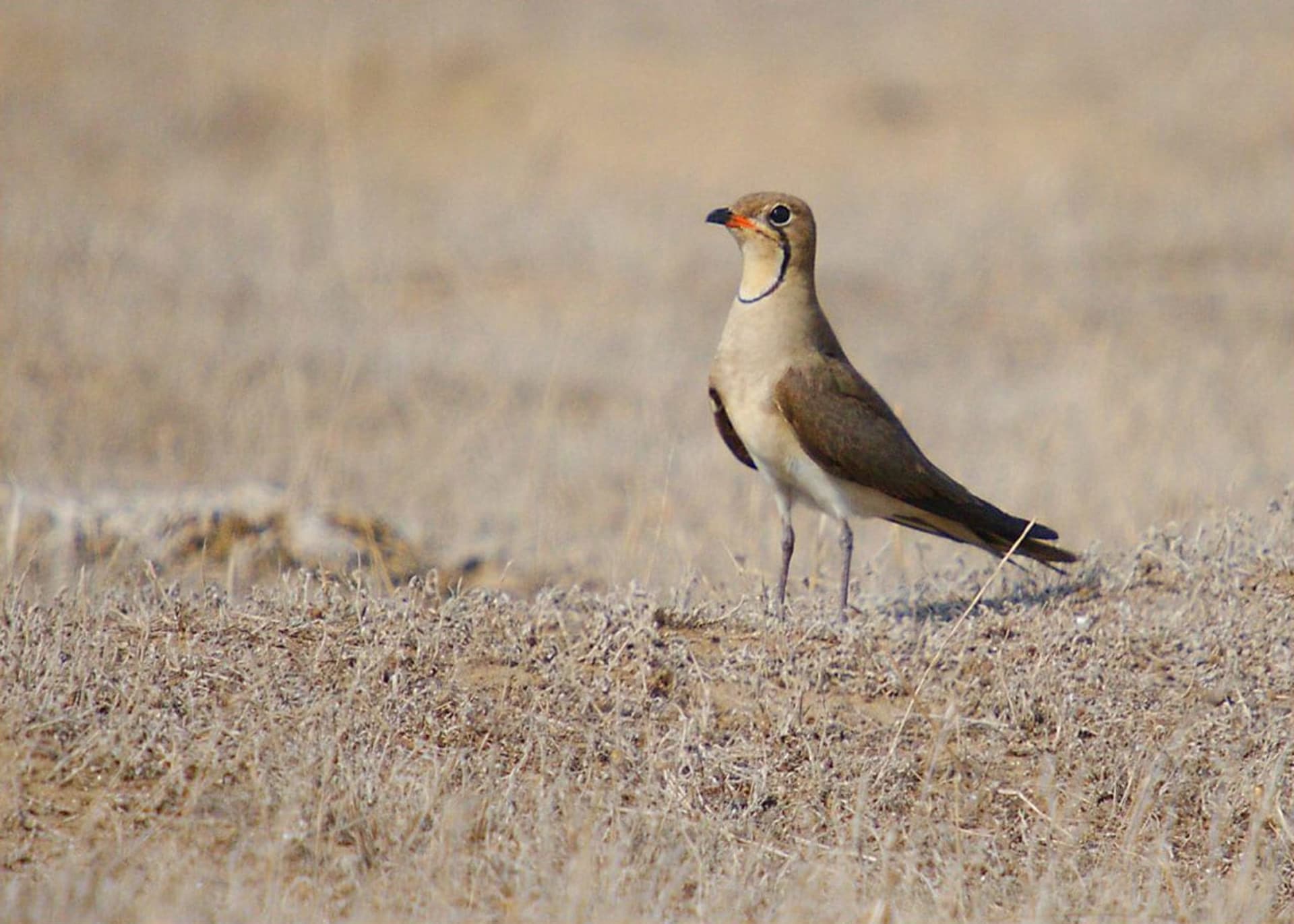 Mnoho druhů migrujících ptáků se slétá právě sem. Jejich počty však klesají. Zdroj: Miankaleh Reserve