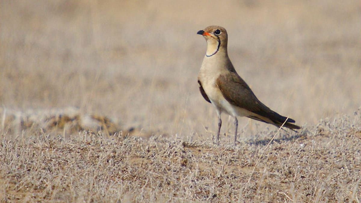 Mnoho druhů migrujících ptáků se slétá právě sem. Jejich počty však klesají. Zdroj: Miankaleh Reserve