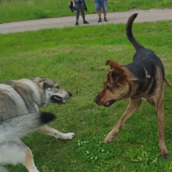 Conan (vpravo) dnes pomáhá dalším psům/EM Baco
