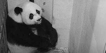Ve washingtonské zoo se narodila vzácná panda. Mládě se vejde do dlaně