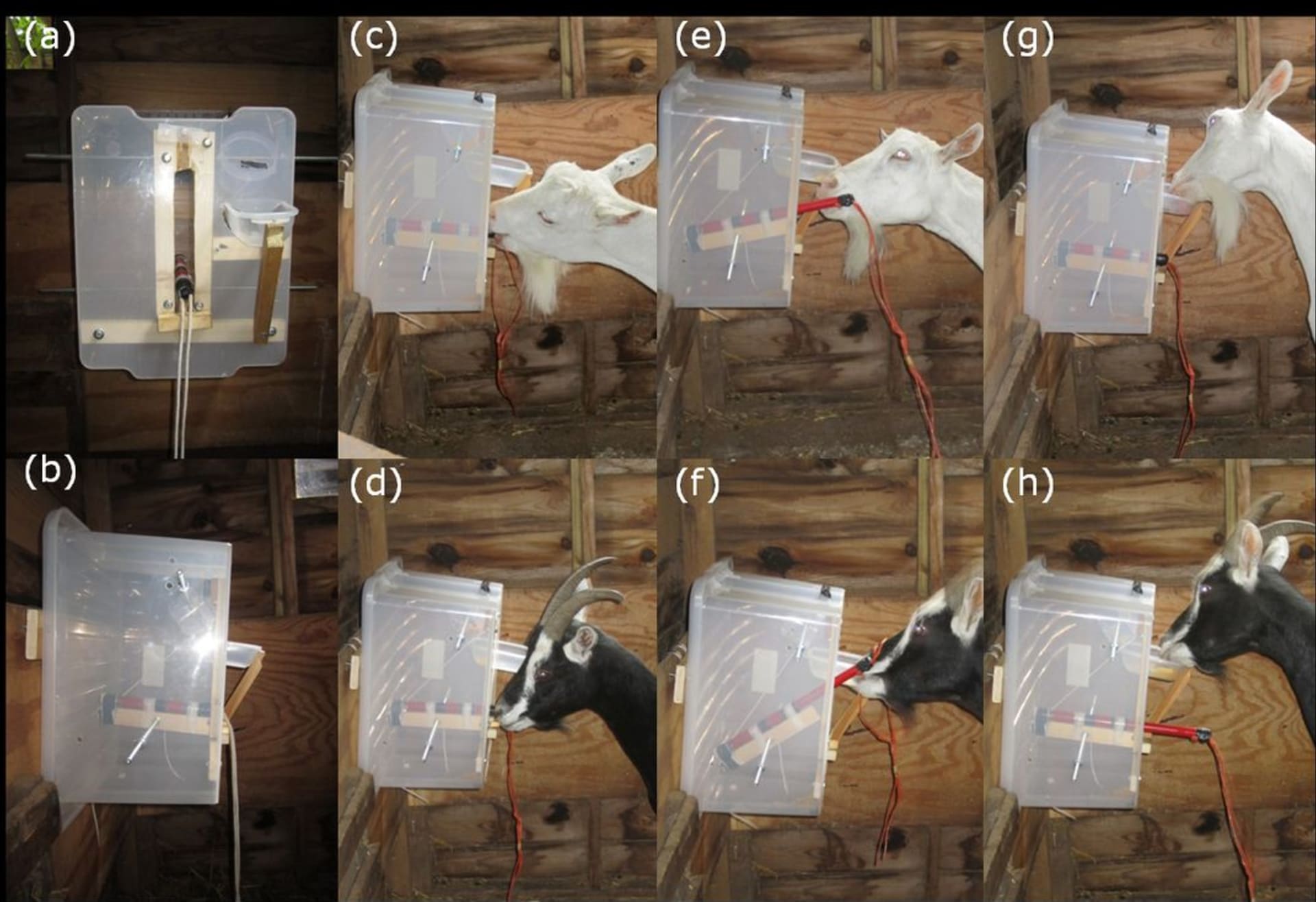 Test, kterým kozy prošly, byl původně navržen pro primáty. Zdroj: Queen Mary University of London