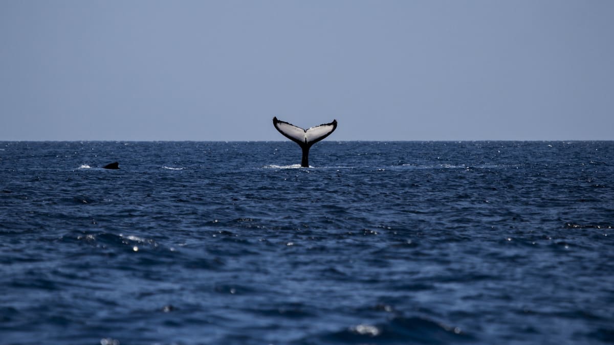 Velryby migrující k Mauriciu může nyní vrak lodi ohrozit.