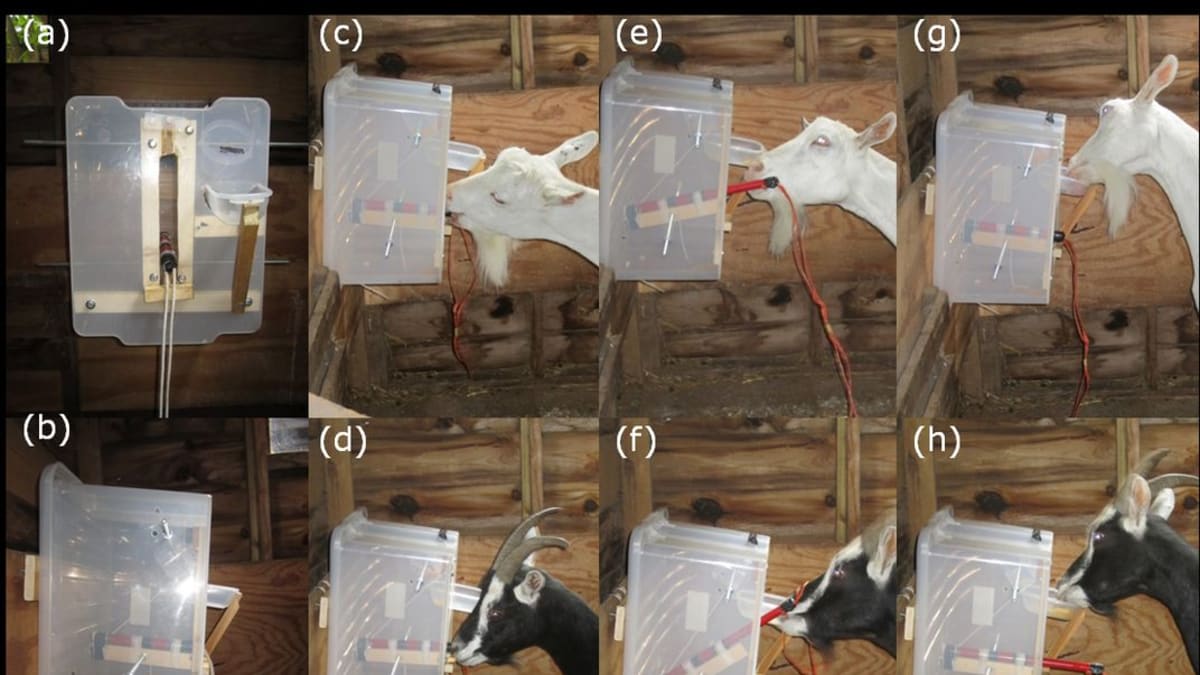 Test, kterým kozy prošly, byl původně navržen pro primáty. Zdroj: Queen Mary University of London