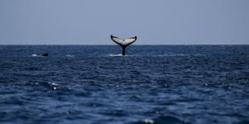 Tragédie na Mauriciu nekončí. Vrak lodi ohrožuje mláďata velryb