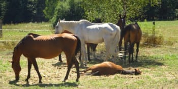 Koně trpěli na louce bez krmiva i vody. Veterináři je chovatelce odebrali