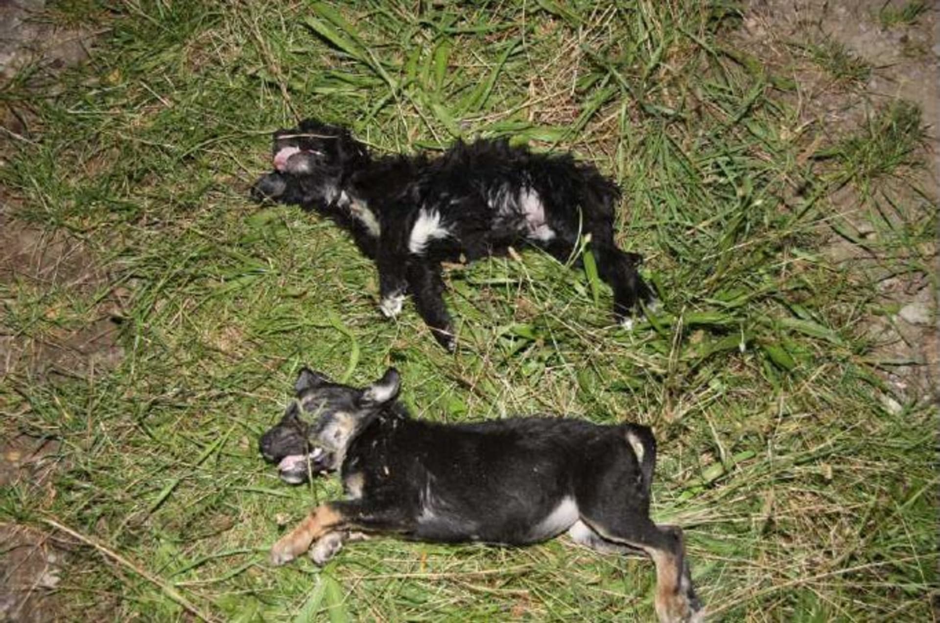 Dvě štěňata byla uhynulá.