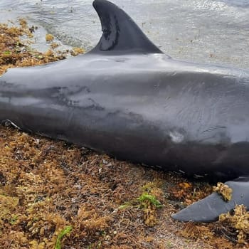 Mrtvý delfín na Mauriciu