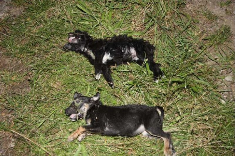 Dvě štěňata byla uhynulá.
