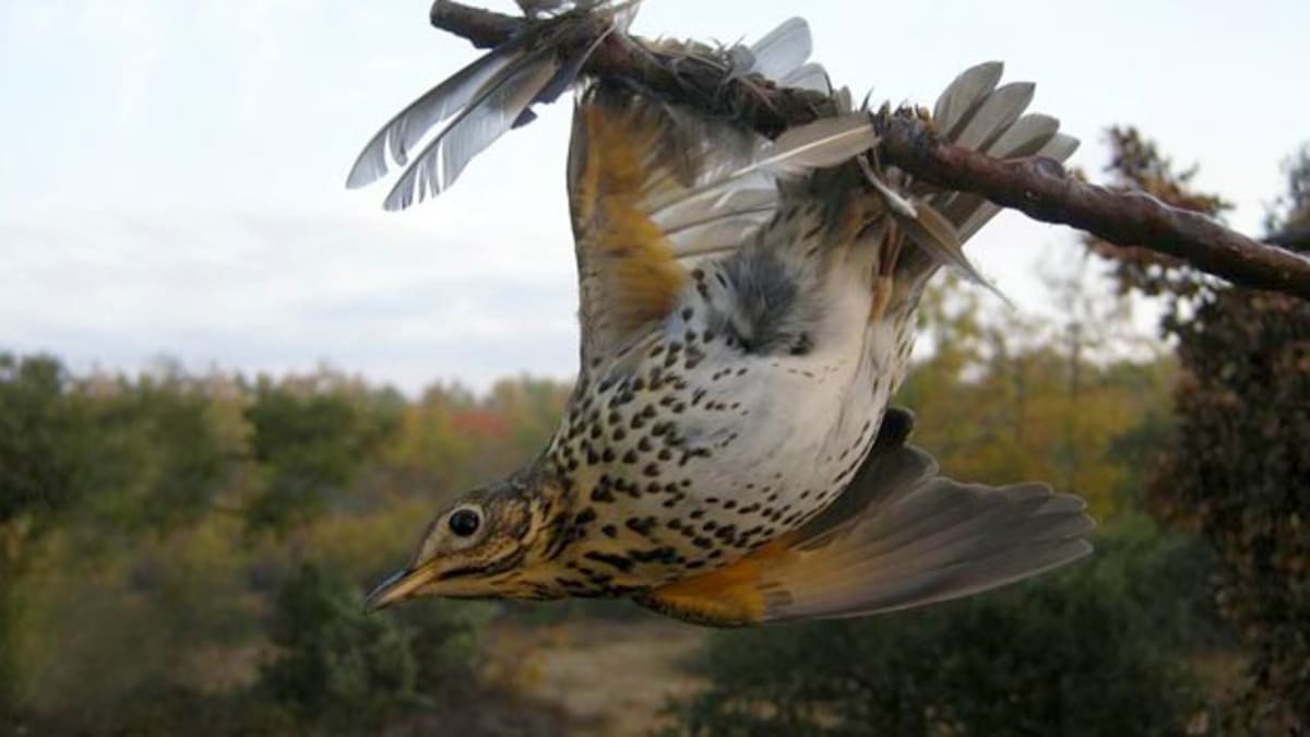 Lov ptáků na lep je považován zastaralý a krutý. Zdroj: Liga na ochranu ptáků