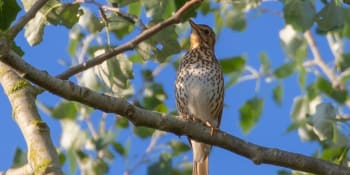 Ochránci zvířat slaví! Francie zakáže kontroverzní metodu lovu ptáků