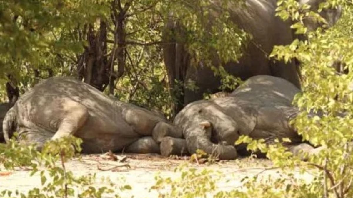 V Zimbabwe vyšetřují záhadné úmrtí 11 slonů (Foto: africanelephantjournal.com)