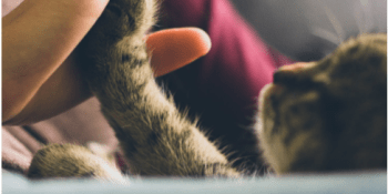 Felinoterapie: mohou kočky opravdu léčit?