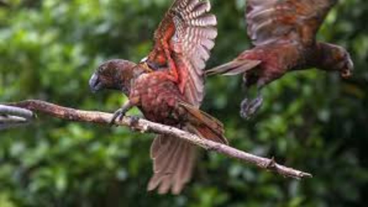 V rezervaci žijí i tři páry nestorů kaka. Zdroj: Pukaha Wildlife Centre
