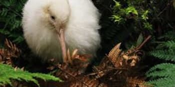 Šest mrtvých kiviů: Rezervace pro ohrožené ptačí druhy sčítá škody po karanténě