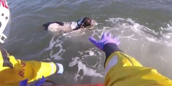 Pes se vydal na otevřené moře lovit racky. Museli ho vysvobodit záchranáři