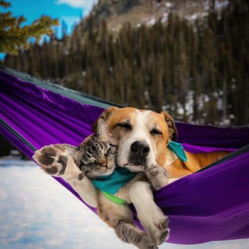 Pes a kočka spolu jezdí na výlety.