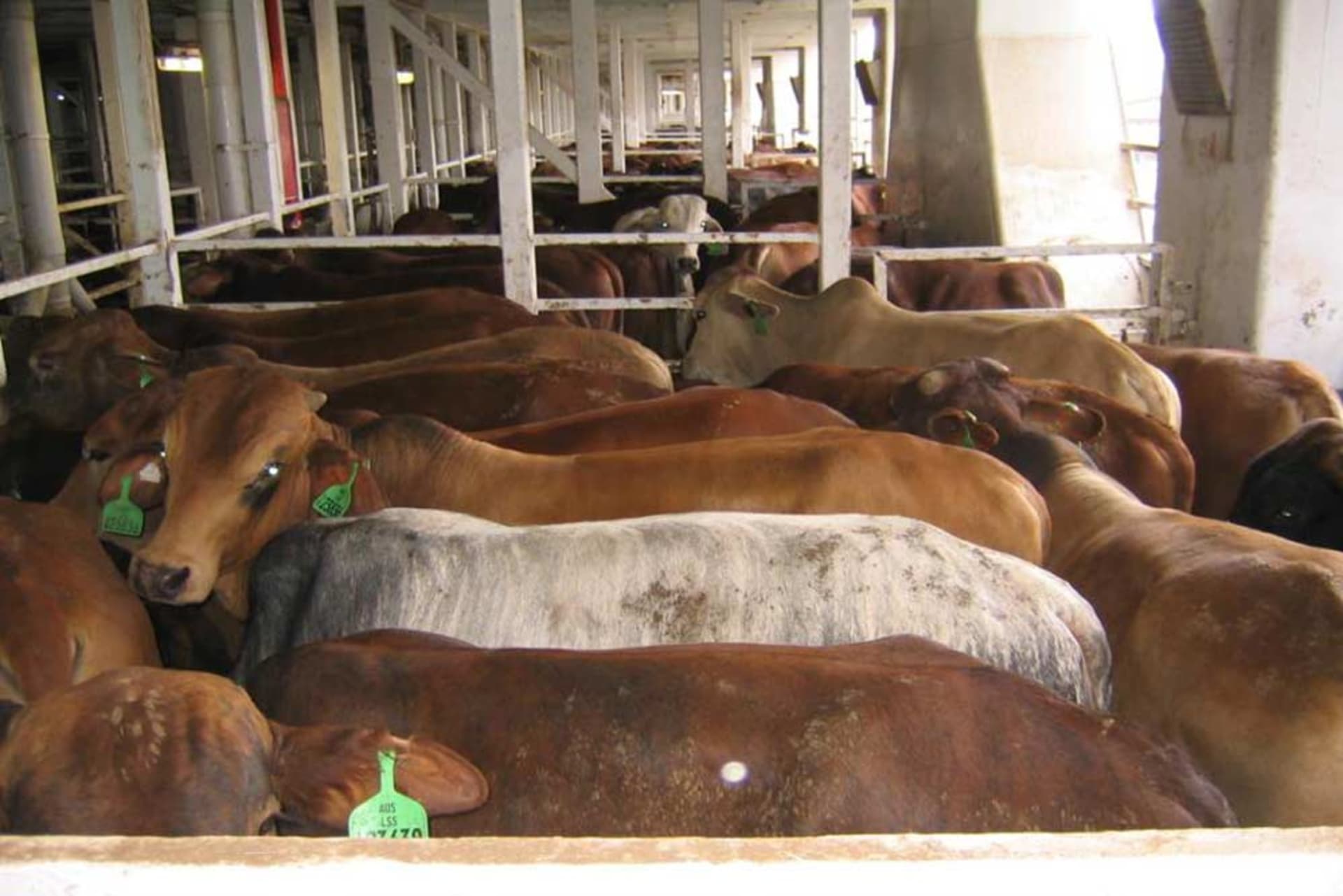 Podmínky na přepravních lodích dlouhodobě kritizují ochránci zvířat. Podle nich čekala většina krav na palubě mláďata.