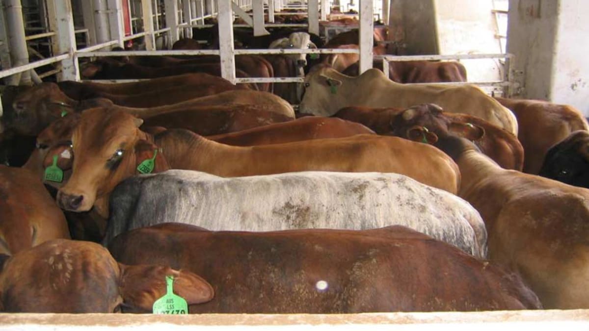 Podmínky na přepravních lodích dlouhodobě kritizují ochránci zvířat. Podle nich čekala většina krav na palubě mláďata.