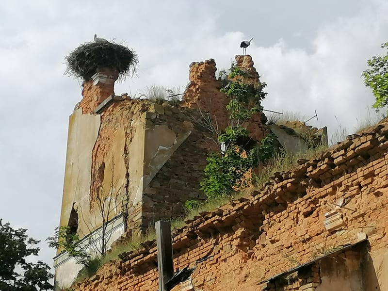 Wojnowice, čápi na ruinách kostela sv. Šimona a Judy Tadeáše, zničen byl při bojích v roce 1945.