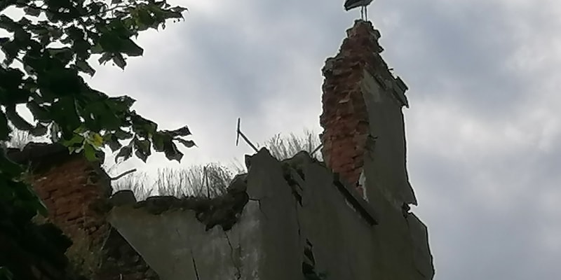 Wojnowice, čáp na  ruinách kostela sv. Šimona a Judy Tadeáše