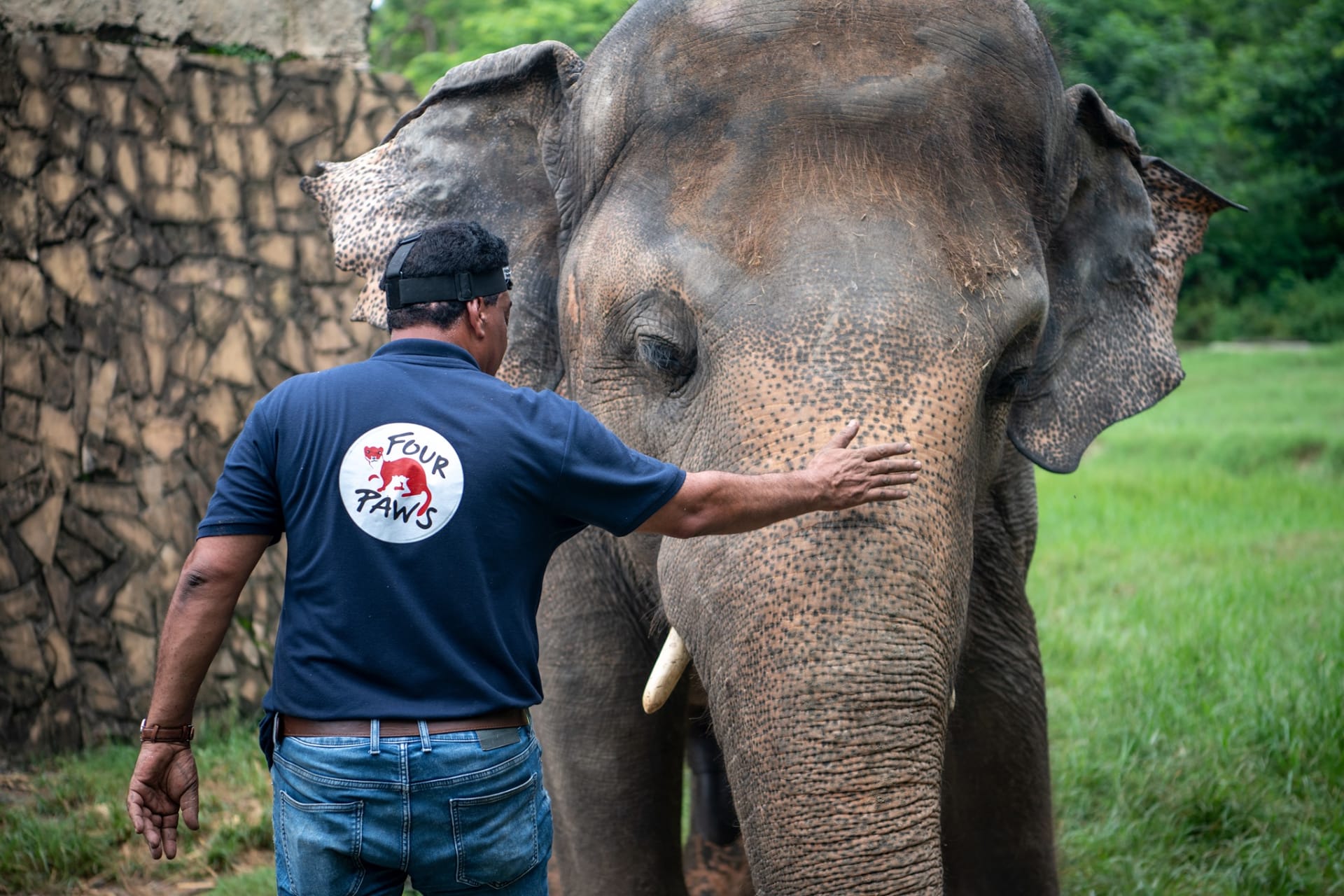Nejosamělejší slon světa Kaavan se nyní dostane na místo, kde o něj bude řádně postaráno. 