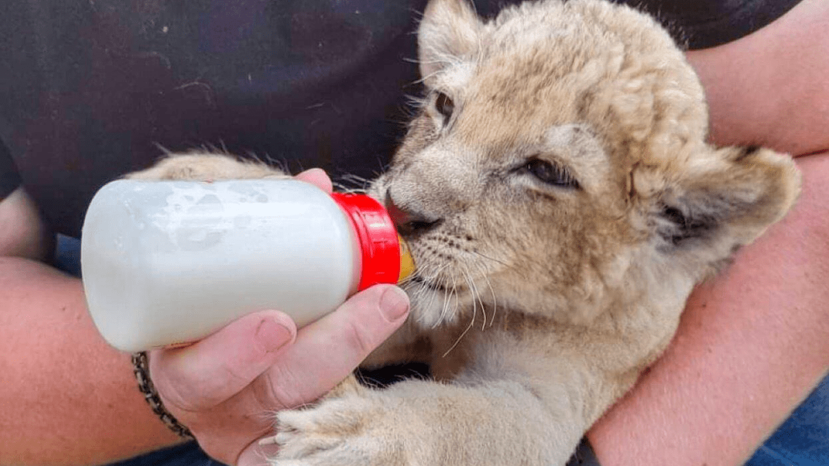 V Bioparku Štít se narodilo mládě Lima vážně nemocné lvici.