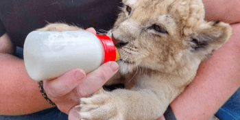 V Bioparku Štít se narodilo mládě vážně nemocné lvici. Starají se o něj chovatelé