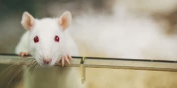 Ochránci zvířat zuří! Zákaz testování kosmetiky na zvířatech v EU neplatí