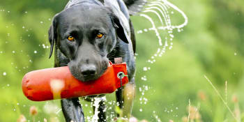 Výcvik vodících psů nikdy nekončí, důležitá je i vzájemná důvěra