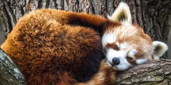 V brněnské zoo se poprvé narodilo mládě pandy červené. Jméno vyberou návštěvníci