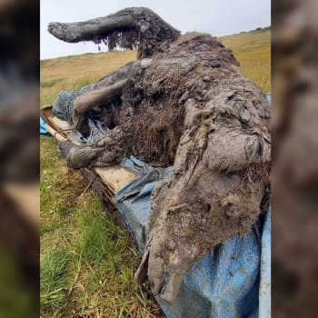 Na Sibiři nalezli pastevci sobů mumii medvěda jeskynního z doby ledové.