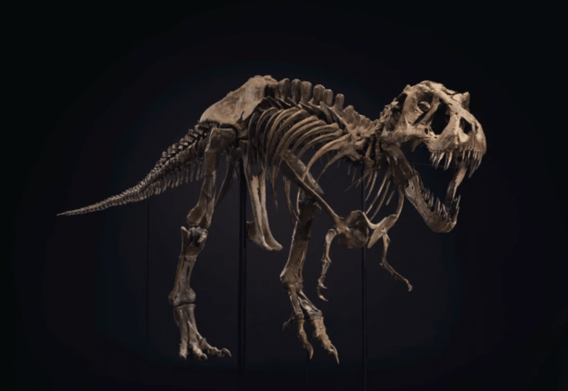 Kostra Tyrannosaura rexe je čtyři metry vysoká a dvanáct dlouhá