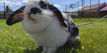 Králičí hop: S králíkem přes vodní příkop i metr vysoké překážky
