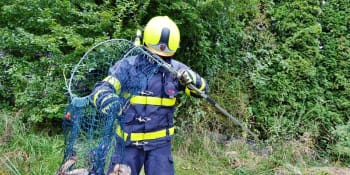 Ostravští hasiči úspěšně odchytili maru stepní. Americký hlodavec utekl dírou v plotě