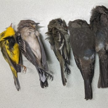 Mrazivě vysoké počty mrtvých ptáků má na svědomí zřejmě klimatická změna, která stojí za severoamerickými požáry. (Zdroj: New Mexico State University)