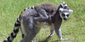 Pražská zoo uzavřela expozici lemurů. Mohou se nakazit nemocí COVID-19