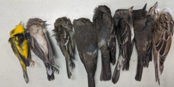 Oběti klimatické změny: Na jihozápadě USA umírají tisíce migrujících ptáků