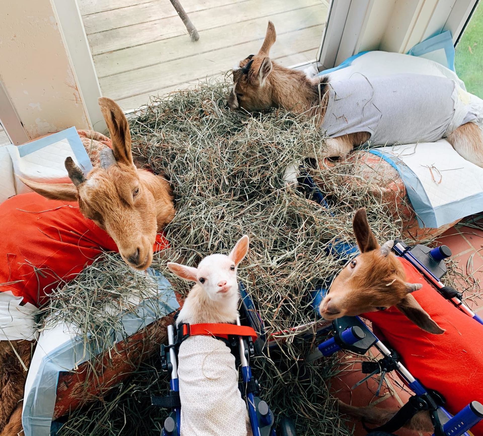 Azyl se stal domovem pro hendikepované kozy, které by jinak byly utraceny. (Zdroj: Facebook Goats of Anarchy)