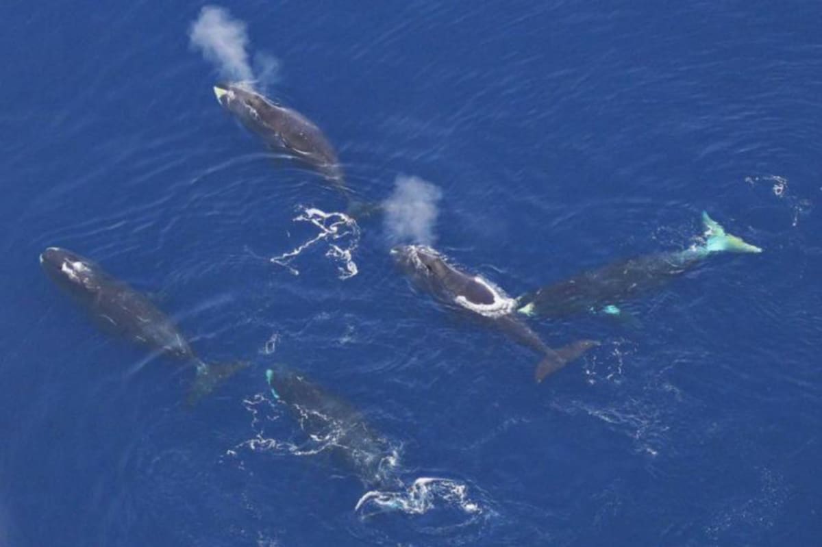 Arktická populace velryb grónských je v ohrožení. 
