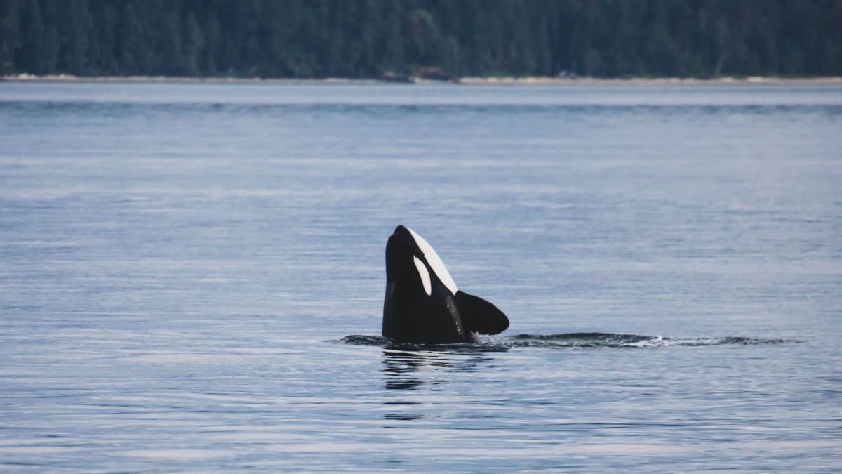 Velryby kdysi chráněné ledem se nyní stávají obětí hladovýc kosatek.
