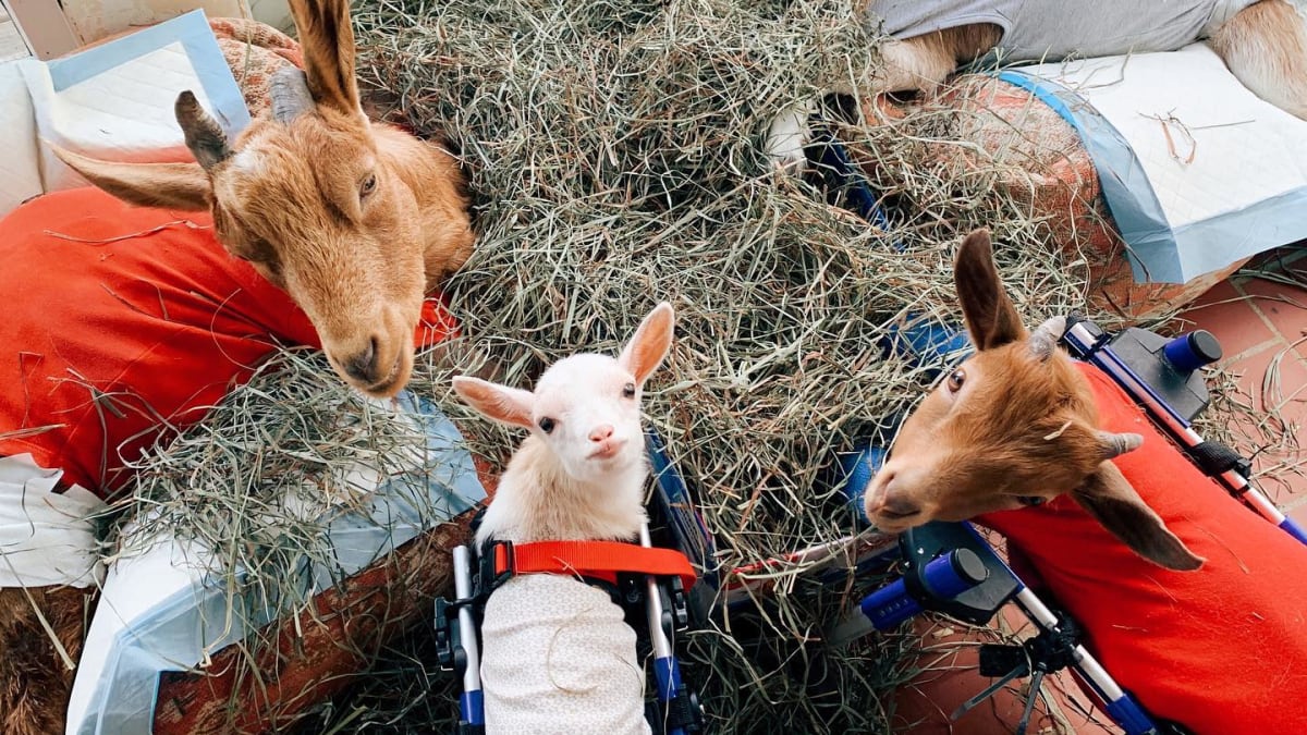 Azyl se stal domovem pro hendikepované kozy, které by jinak byly utraceny. (Zdroj: Facebook Goats of Anarchy)