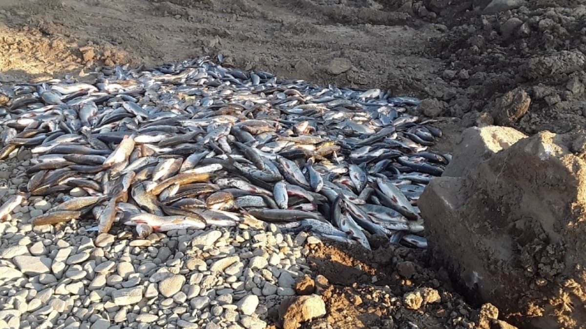 Uhynulé ryby z Bečvy