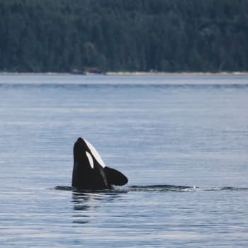 Velryby kdysi chráněné ledem se nyní stávají obětí hladovýc kosatek.