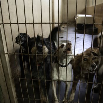 Psi ve vězení