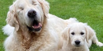 Slepý pes má vlastního vodicího psa. Anglický pár pojmenoval nové štěně Oko