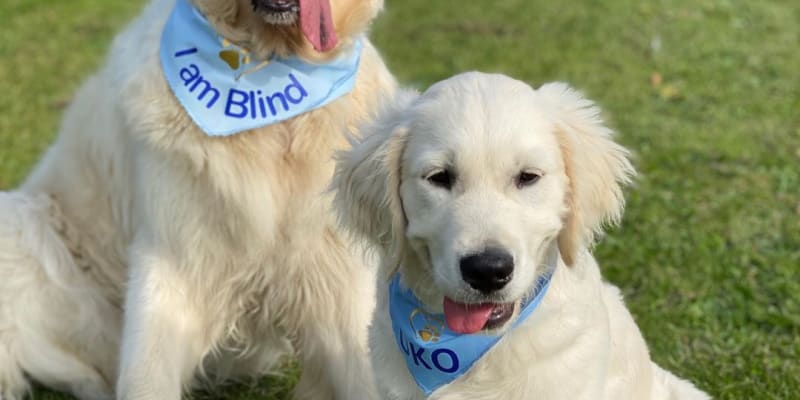 Oka trénují, aby chránil slepého kamaráda a byl mu vodícím psem.